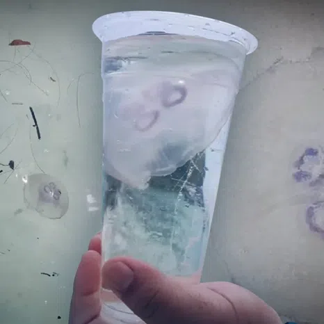 Officials stressed that contact can still trigger red rashes and skin irritation, particularly in people who are more sensitive to the sting.