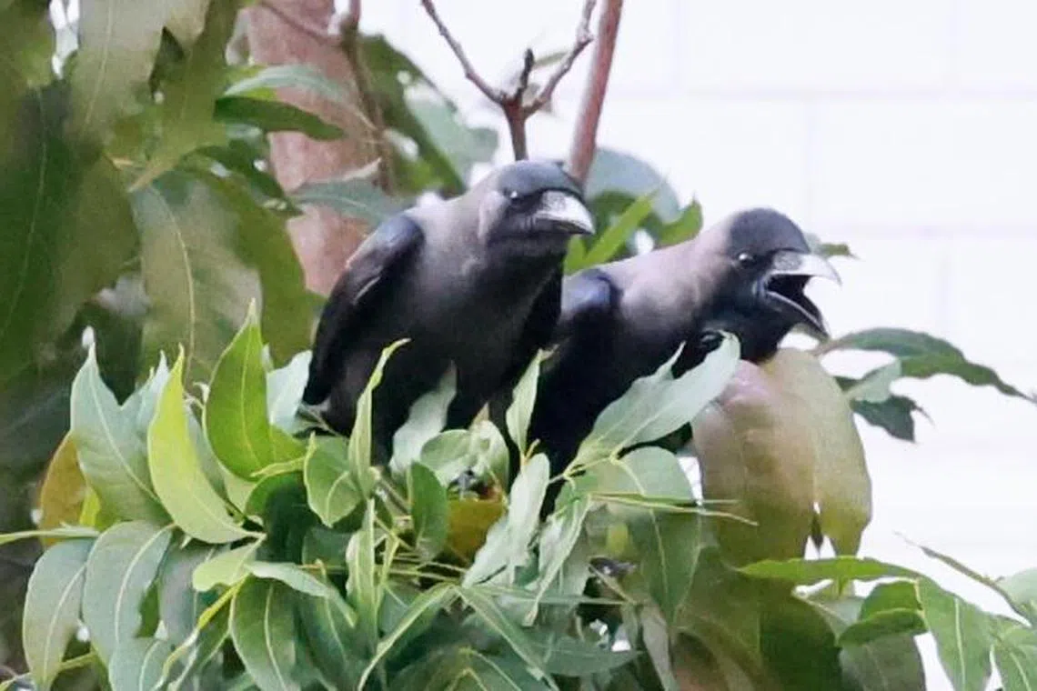 During the fledgling season between May and June, adult crows are very protective and would attack humans that come close to their young.