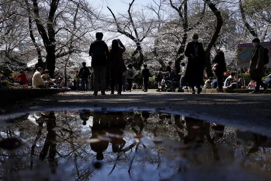 Cherry trees in bloom at Ueno Park in Tokyo, Japan, on Sunday, March 19, 2023. Japan's main labor unions won their biggest wage hike in decades this week amid historic levels of inflation. Photographer: Kiyoshi Ota/Bloomberg