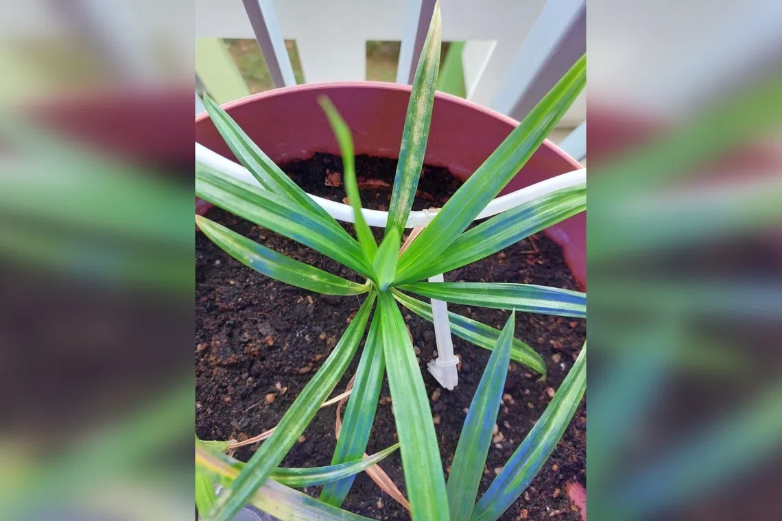 Pandan leaves discoloured due to spider mites