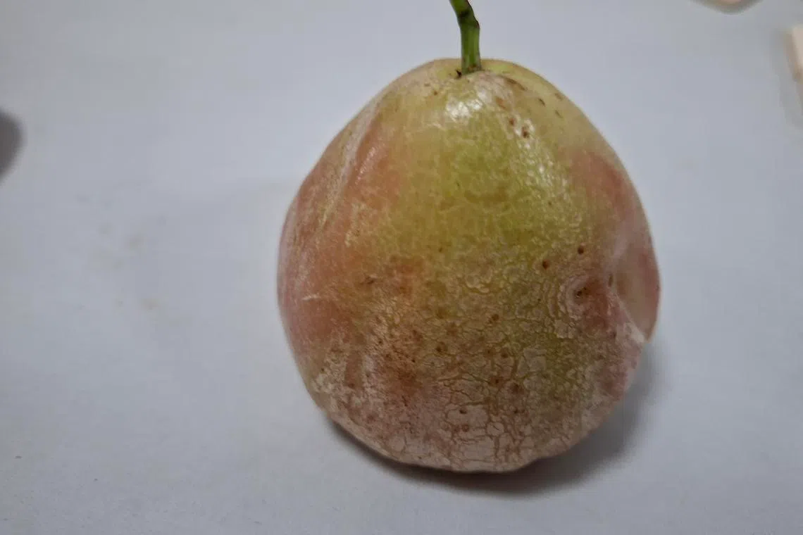 The fruit is still edible, provided the damage was not due to chemical application.