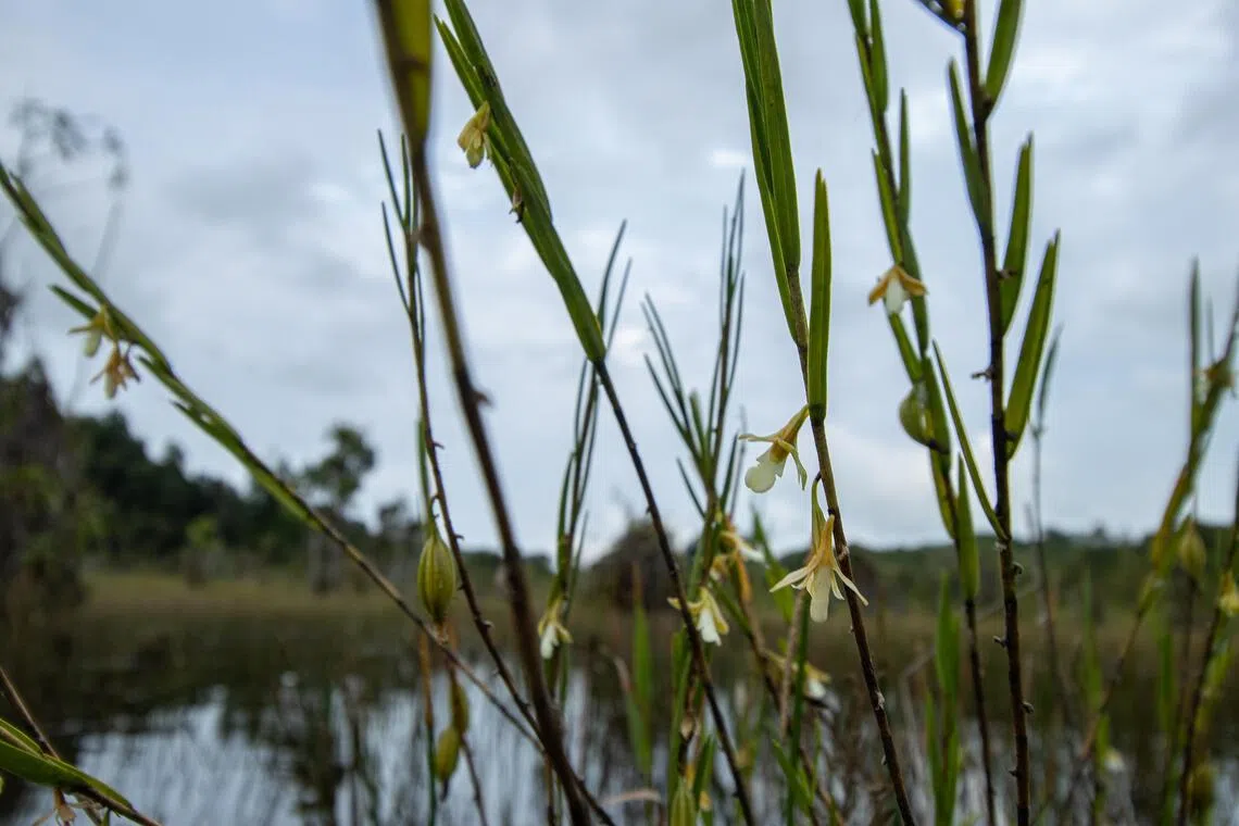The straggly rush orchid (Dendrobium lobbii), which is critically endangered here, was found in the Holland Plain neighbourhood. In this picture is a specimen from Bintan.