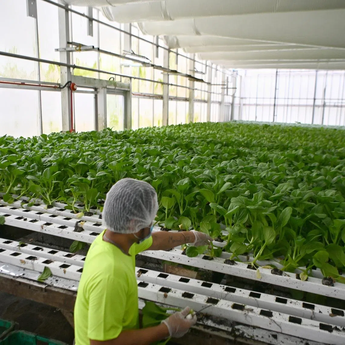 The productivity of vegetable and fish farms in Singapore has continued on the upward trend, the Singapore Food Agency says.