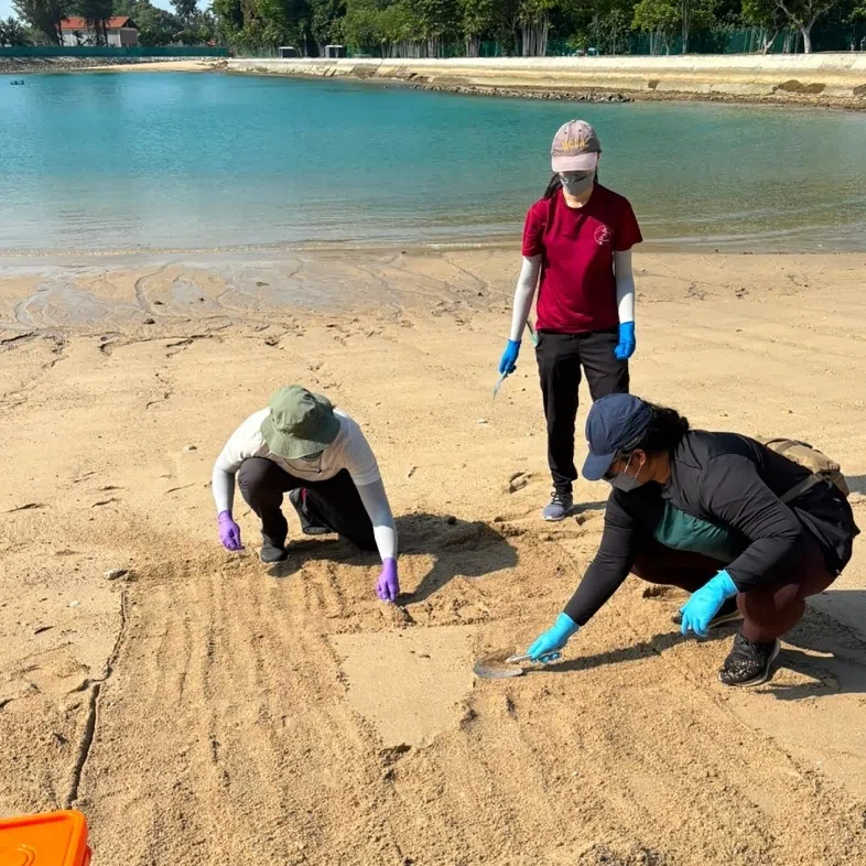 Samples of sand were collected from Bendera Bay on St John’s Island, a beach designated for long-term scientific study.
