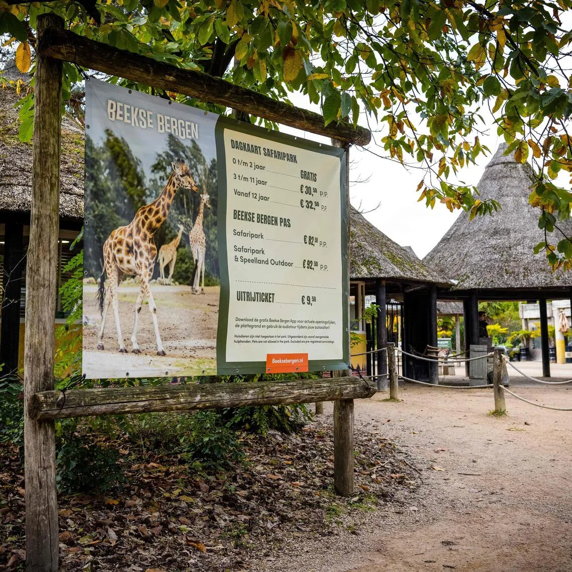 A female zookeeper was attacked while caring for two Persian leopards at an indoor facility at the Netherlands’ Beekse Bergen Safari Park.