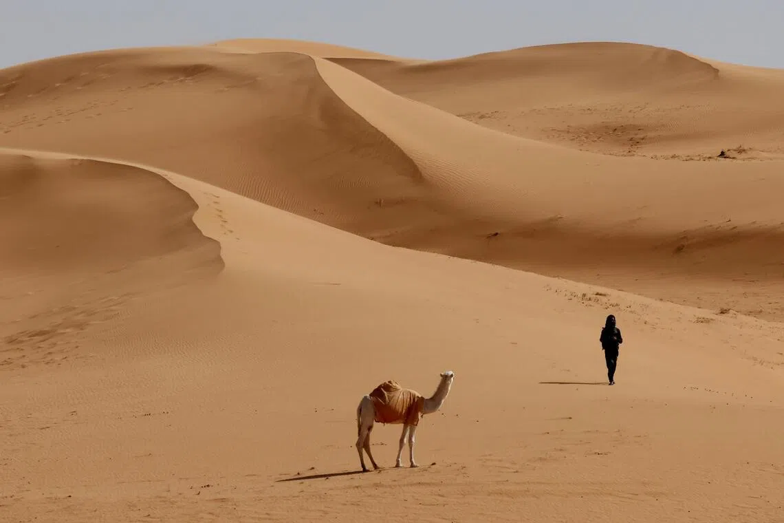 Camels have long been a vital mode of transportation in Arabia, with research suggesting life-sized carvings of camels and horses in Saudi Arabia date back to 7,000 years ago.