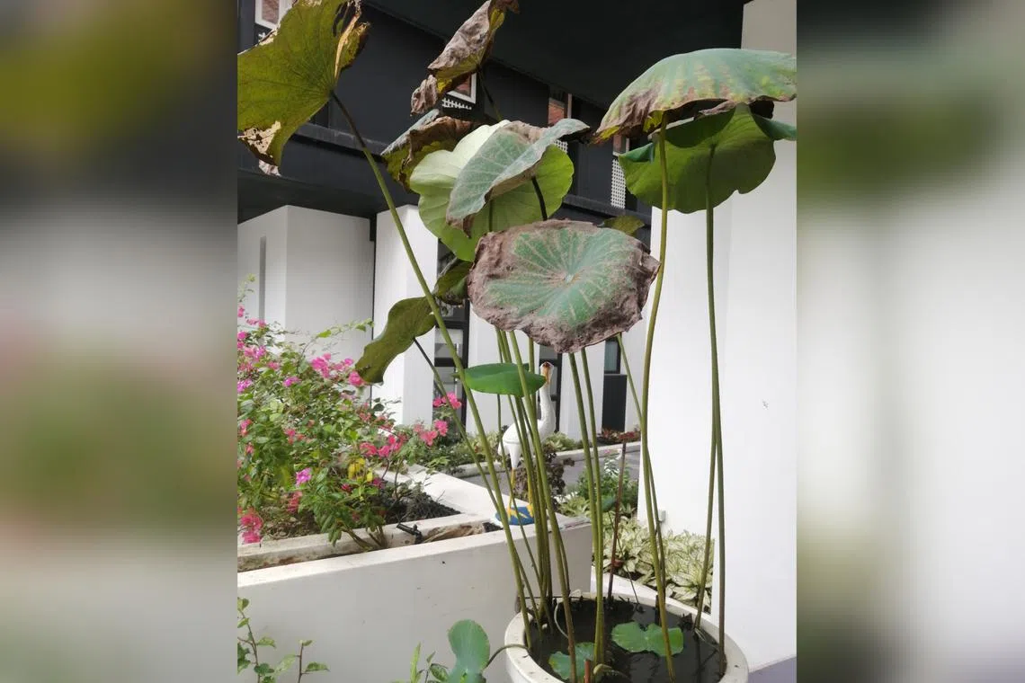 Pest infestation will be more prevalent during hot, dry weather.