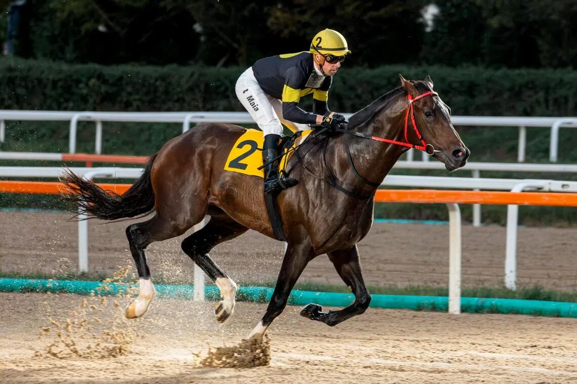 Former Kranji-based Brazilian jockey Ruan Maia steering his Korea Cup mount Wonpyeong Storm to their only previous winning pairing in a Class 1 race (1,800m) in Seoul on Sept 29, 2025.

PHOTO: COURTESY OF RUAN MAIA