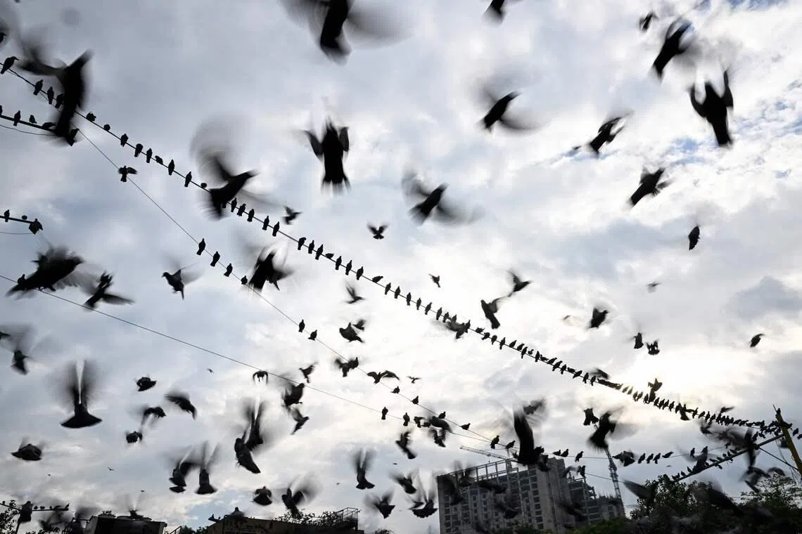 Ppigeons perched on electrical wires while others take flight amid the rain in the old quarters of Delhi, on April 7, 2026. 