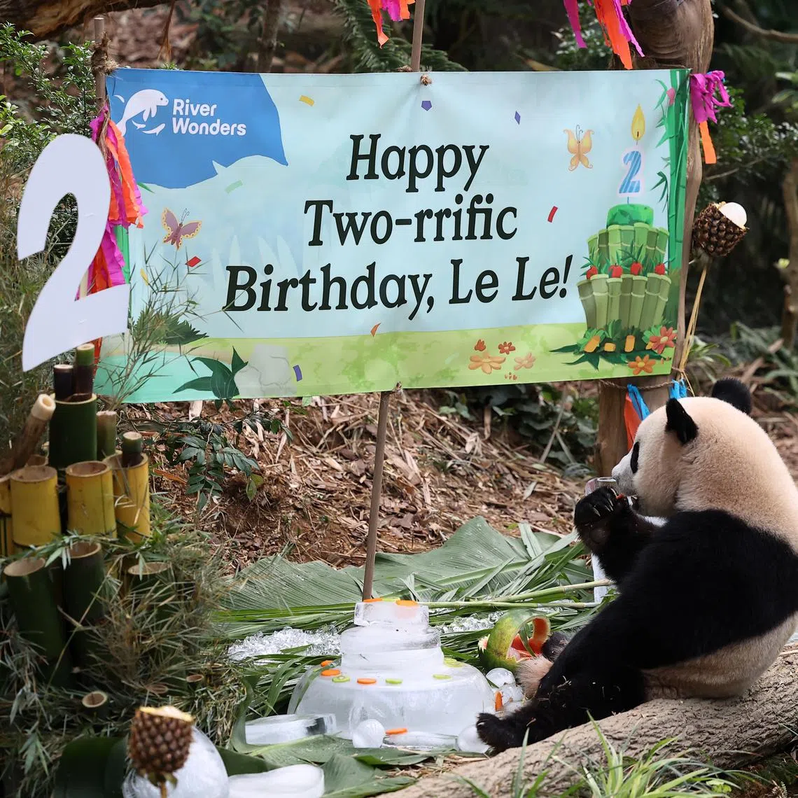Singapore’s first locally born giant panda Le Le enjoyed his spread of birthday treats, including a bamboo cake.