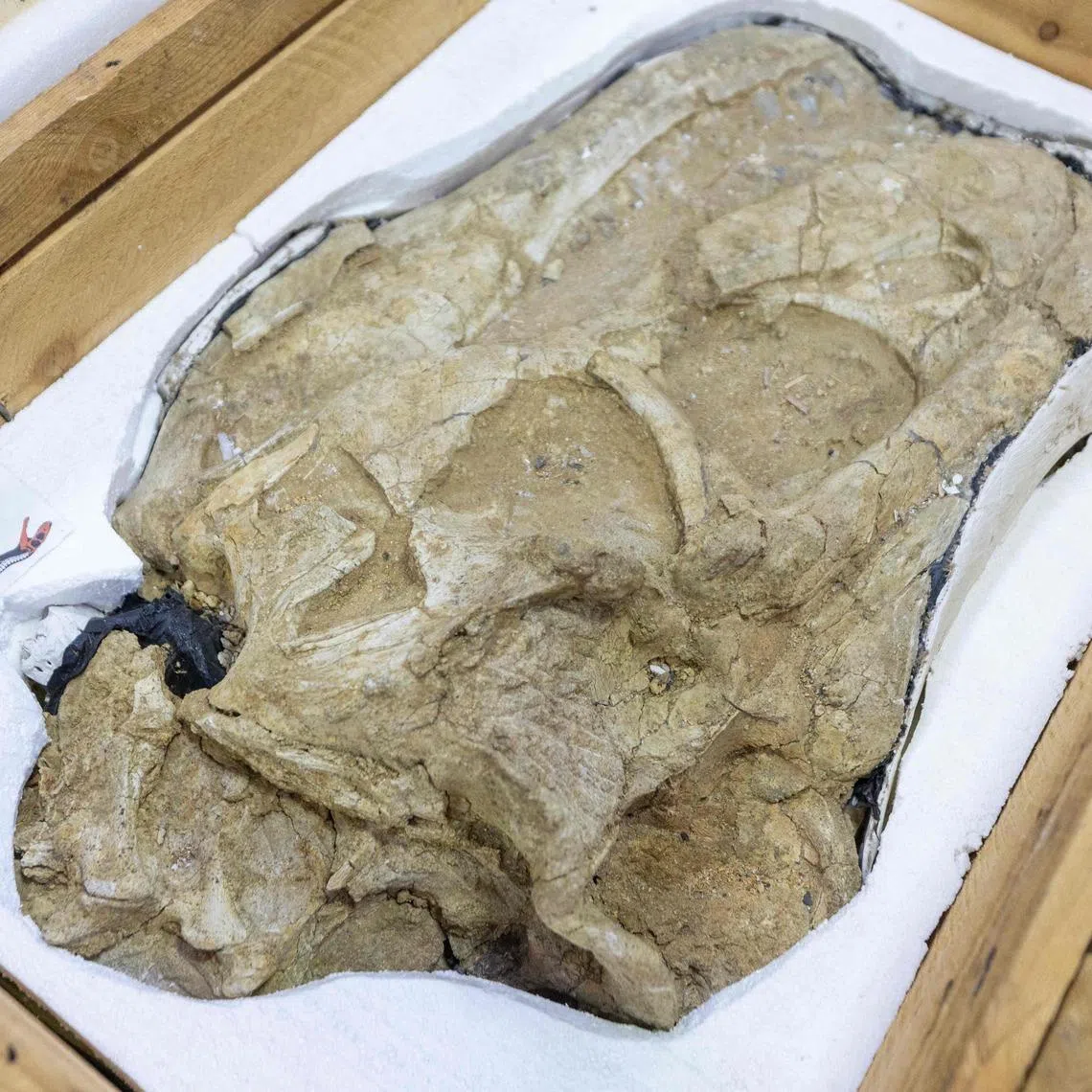The collection includes a Tarbosaurus bataar skeleton and 28 groups of fossilised dinosaur remains originally found in Mongolia’s Gobi Desert.