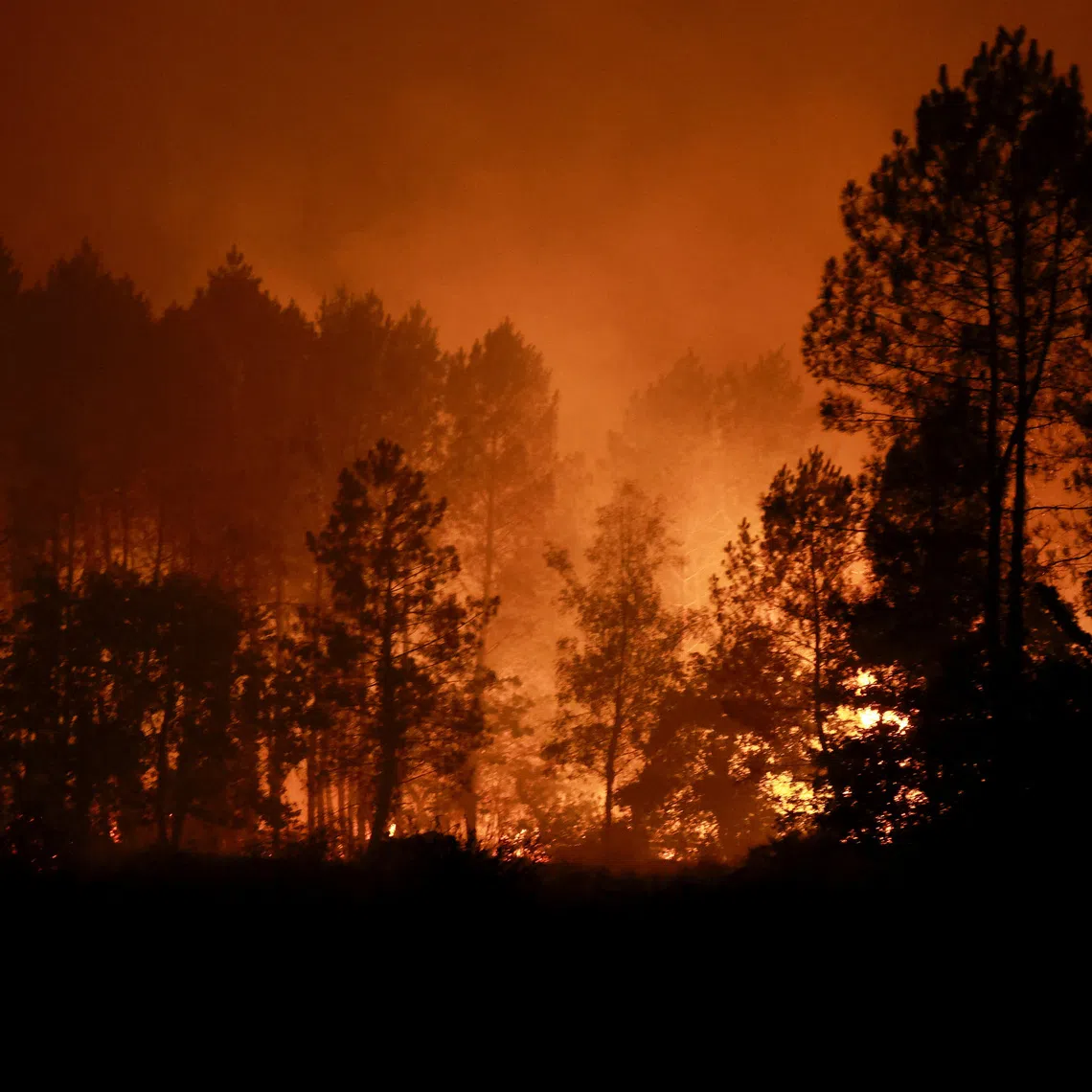 Flames engulf trees as a wildfire burns in Luglon, France, on Aug 14.