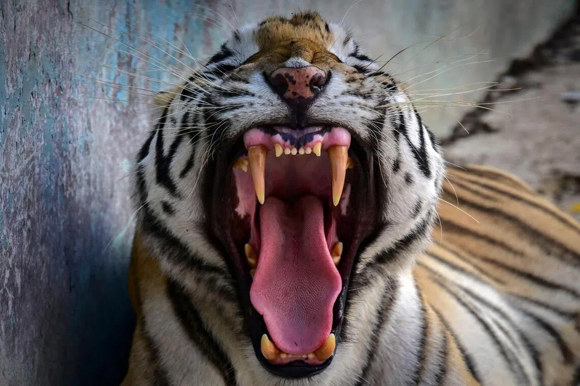 A man was mauled after entering the tiger enclosure at the Yorkshire Wildlife Park, near Britain’s northern city of Doncaster, on Oct 10.