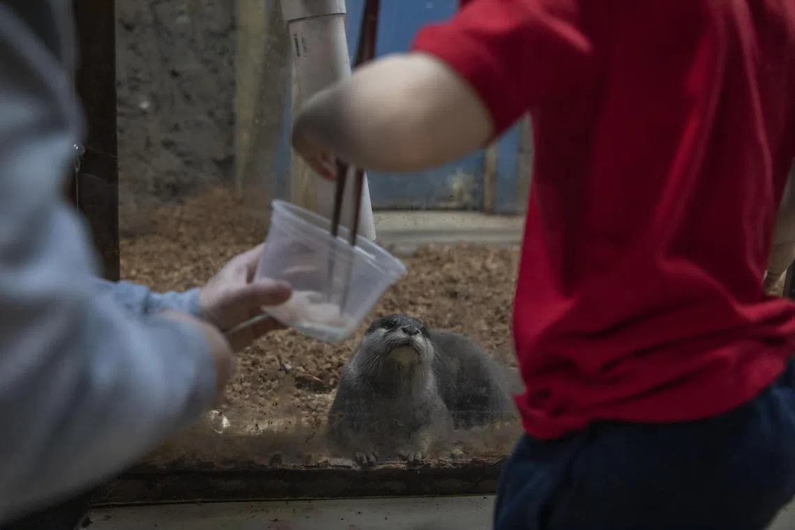 A guest pays to feed an otter at the SeaQuest in Trumbull, Connecticut that has closed after several USDA violations. 