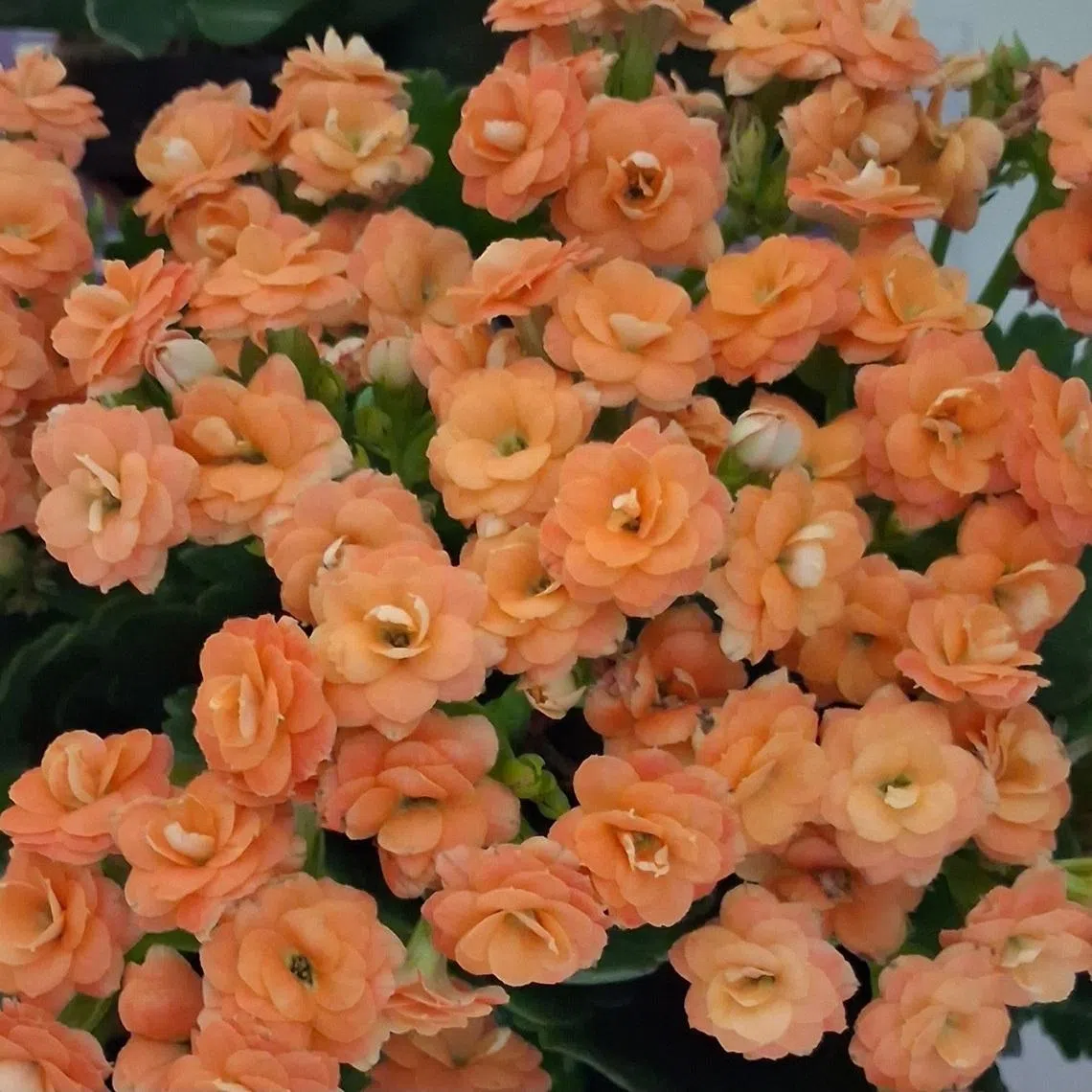 This plant is a popular flowering succulent.