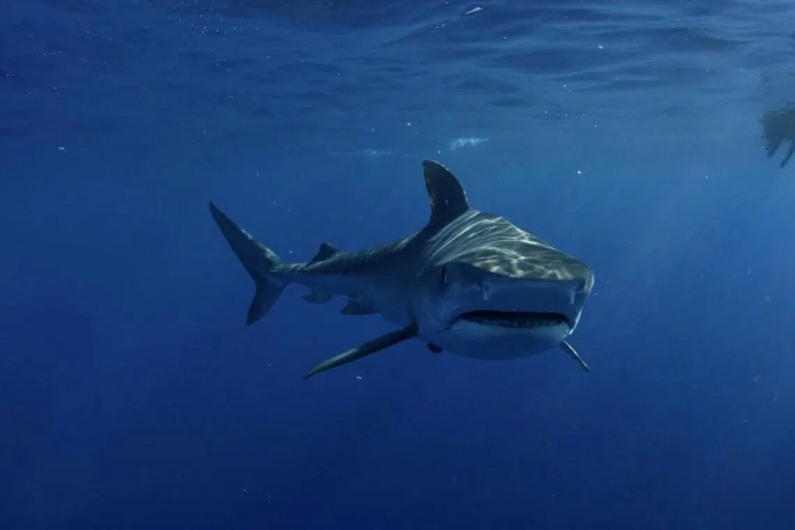 There are around 20 shark attacks in Australia every year but the vast majority are not fatal.