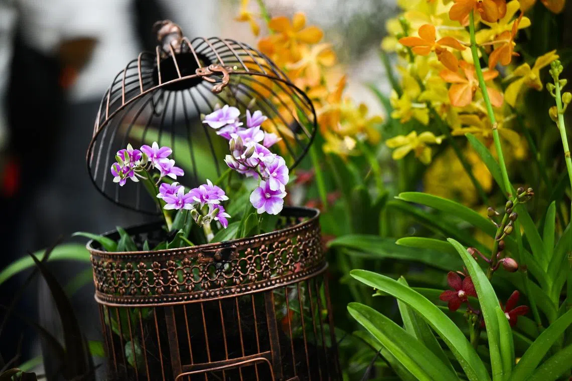 An orchid display by Community in Bloom gardeners at the 14th edition of APOC on Aug 15. 