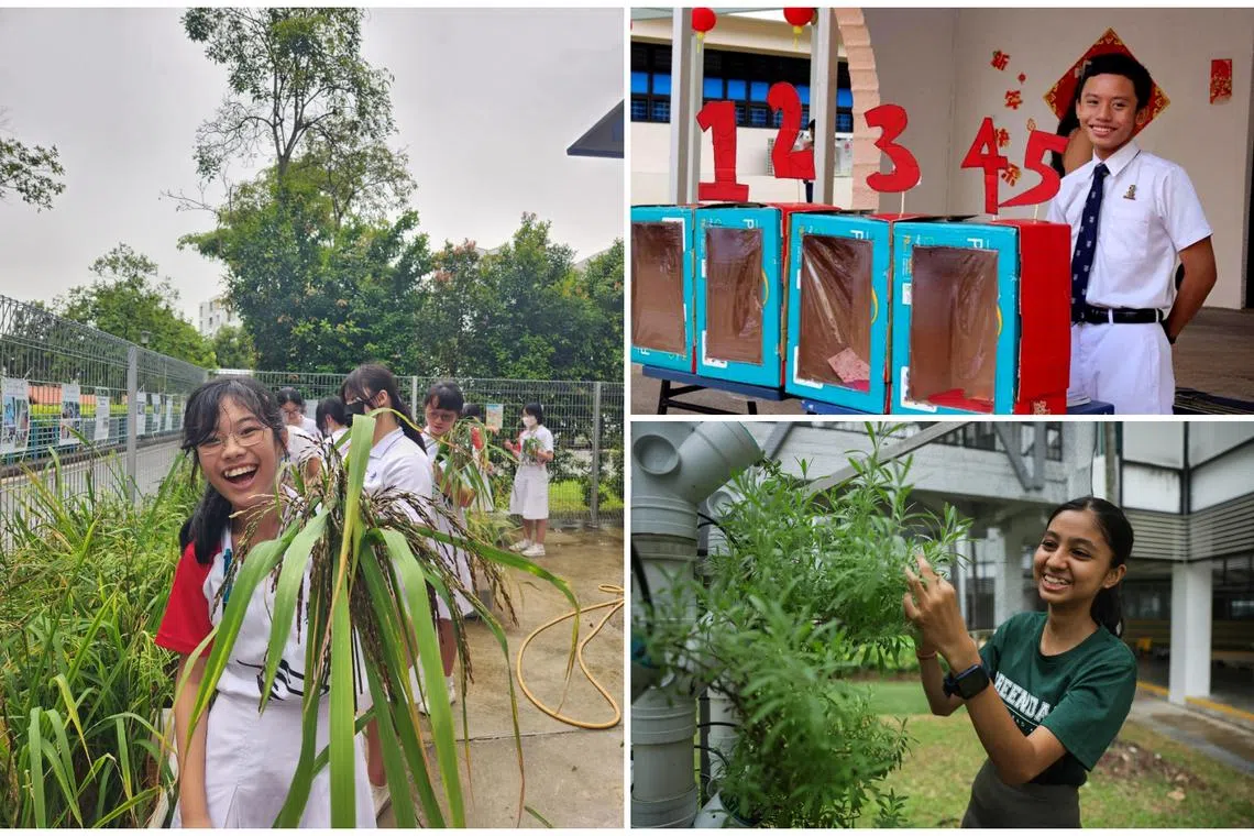 Planting rice, outreach efforts: How teens are going green at school