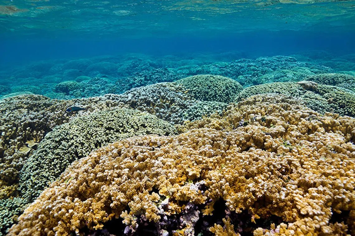 Experiments for this study were conducted on the Hawaiian stony coral species Montipora capitata.  