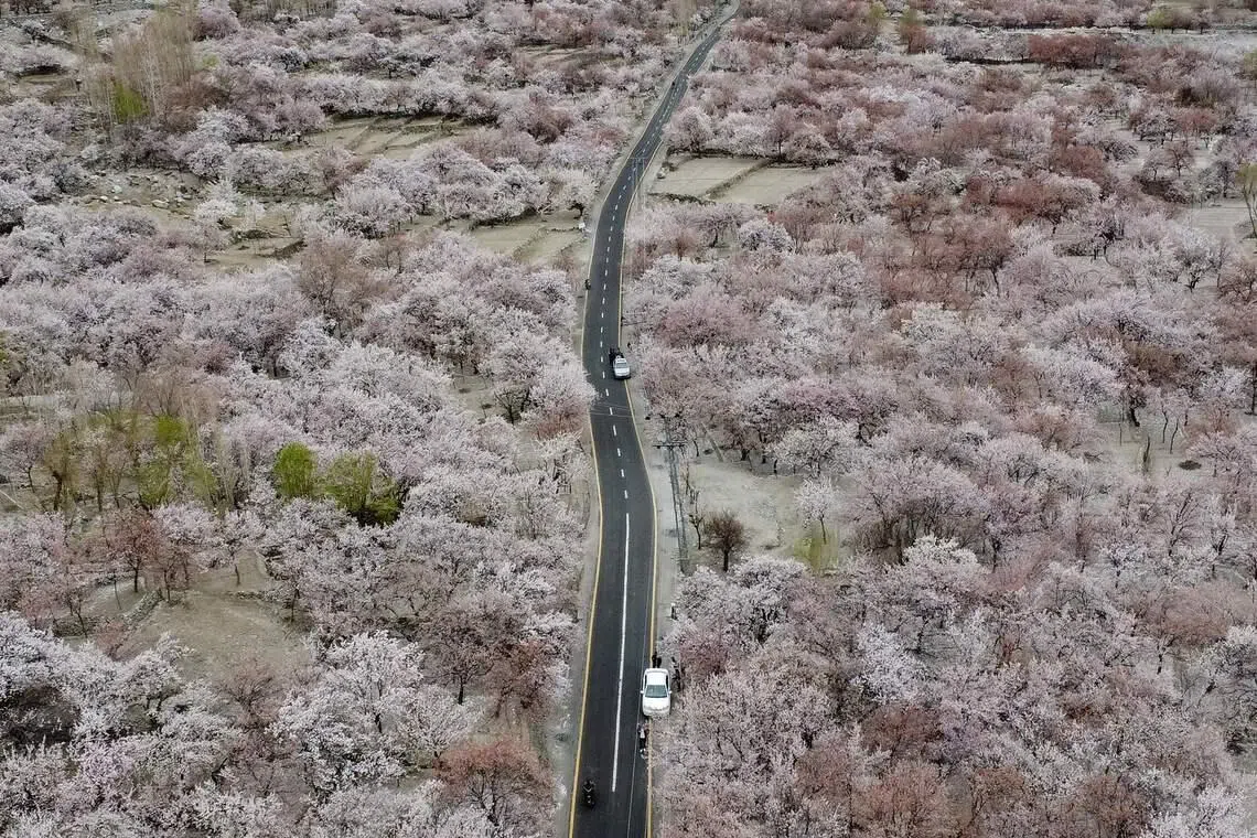 Commuters riding past apricot blossom trees at Ghanche district in Gilgit-Baltistan region in Pakistan on March 30, 2026. 