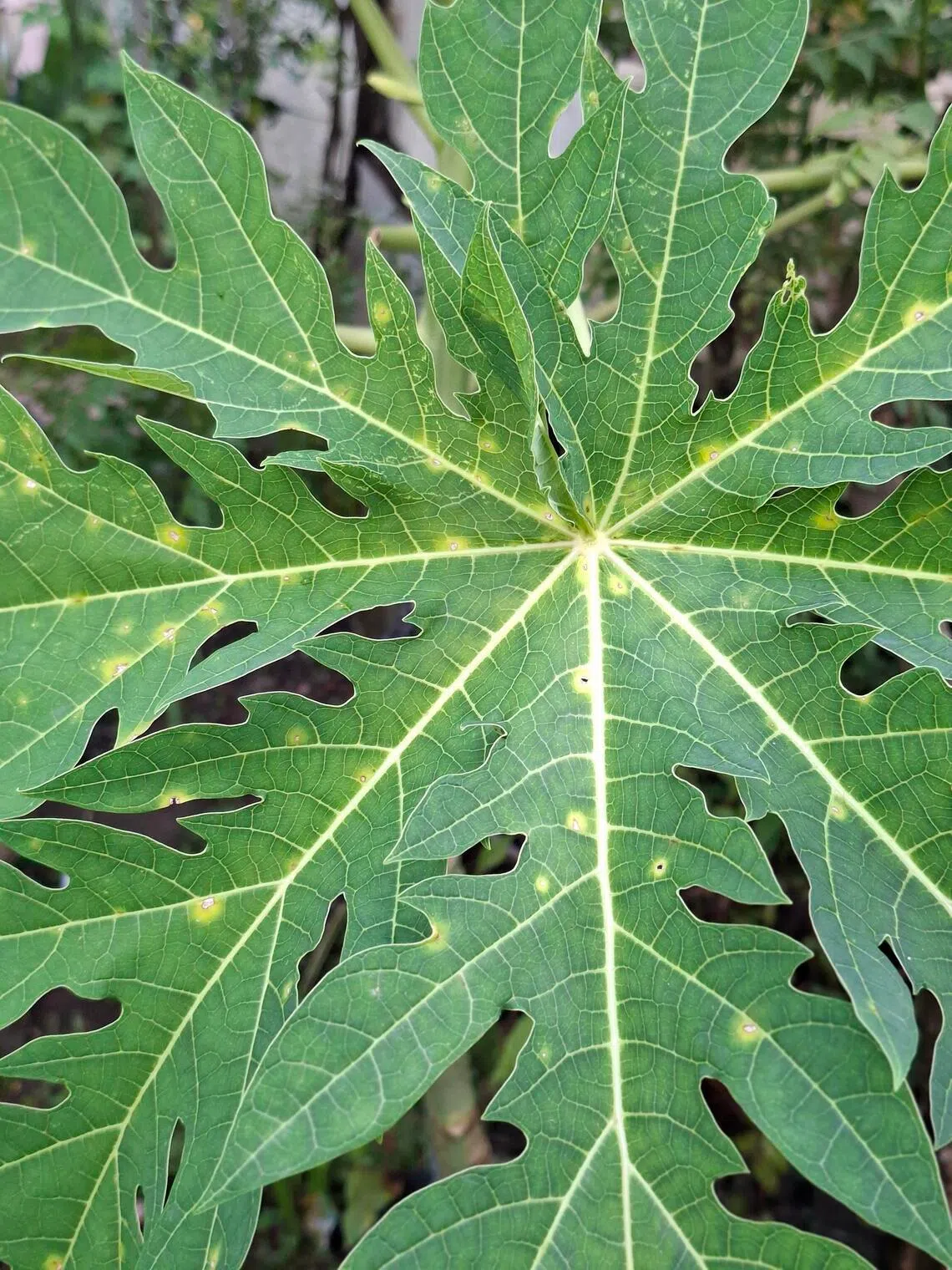 The papaya plant can be infected by a fungal disease, especially during rainy periods.