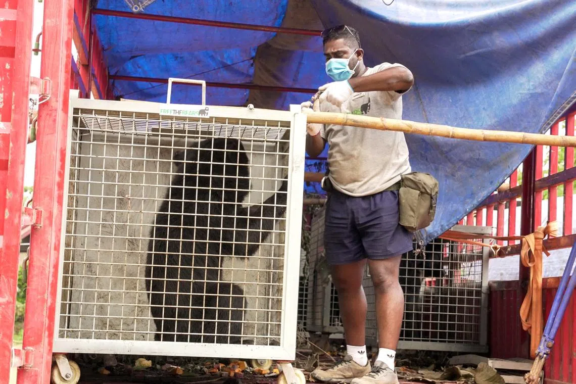 Singaporean Karthiriish Chandra helping to load a bear, rescued from an illegal bile farm in Laos, onto a truck.