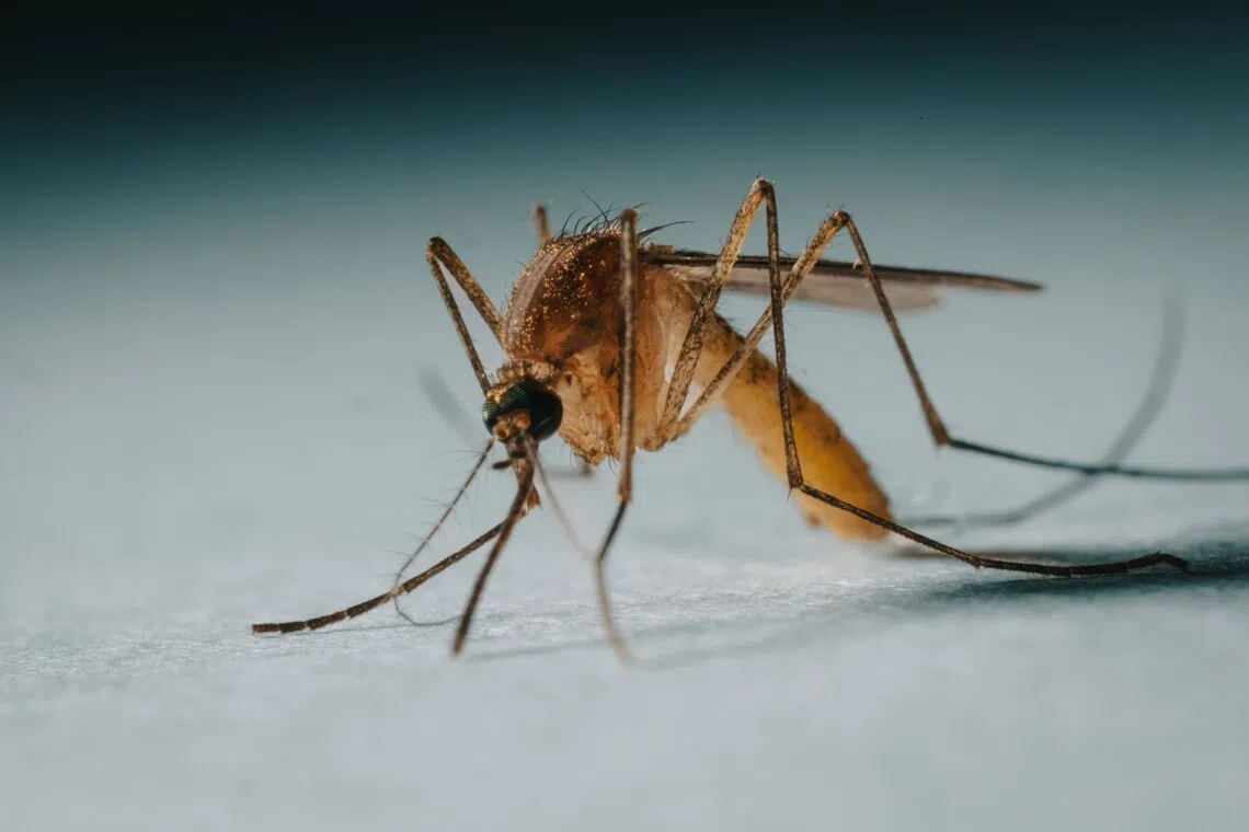 West Nile virus reported in 12 European countries: EU health agency