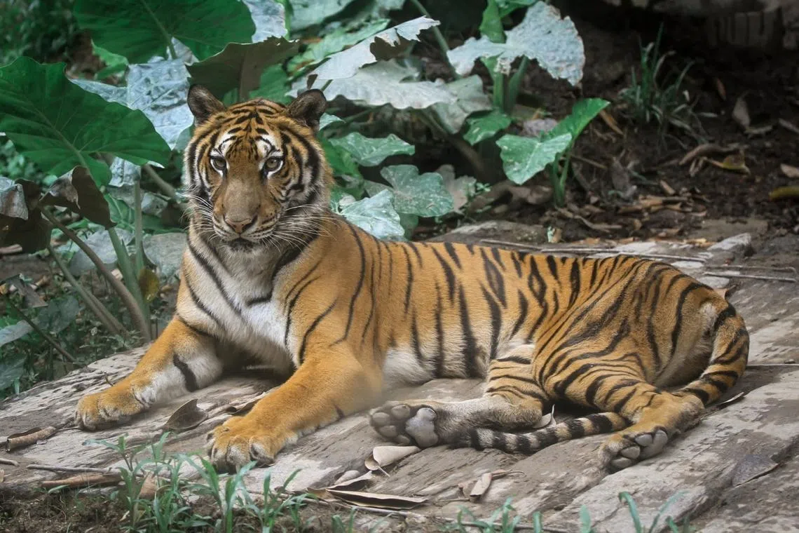Malayan tigers actively breeding at new reserve in Pahang