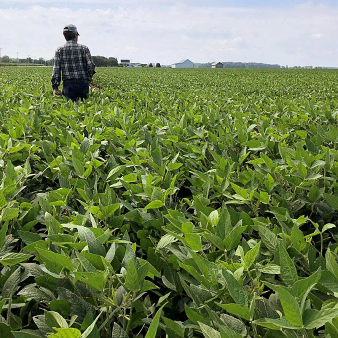 The action echoes support Mr Trump offered during his first term, when the US and China were also locked in a trade war.