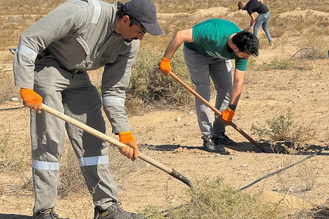 Extreme heat and persistent droughts in the area have disturbed the bees' delicate ecosystem.