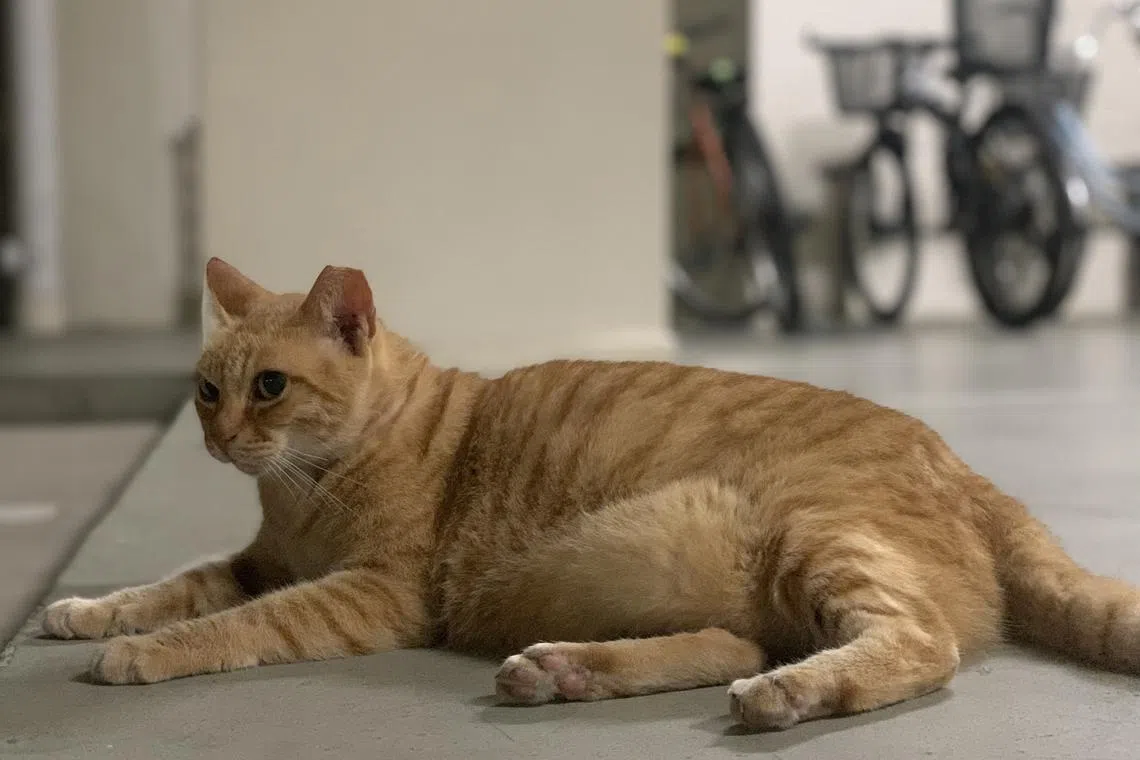 Ginger, a young community cat who had been a welcome fixture at the writer's block for a few years, with an Instagram account to her name. 