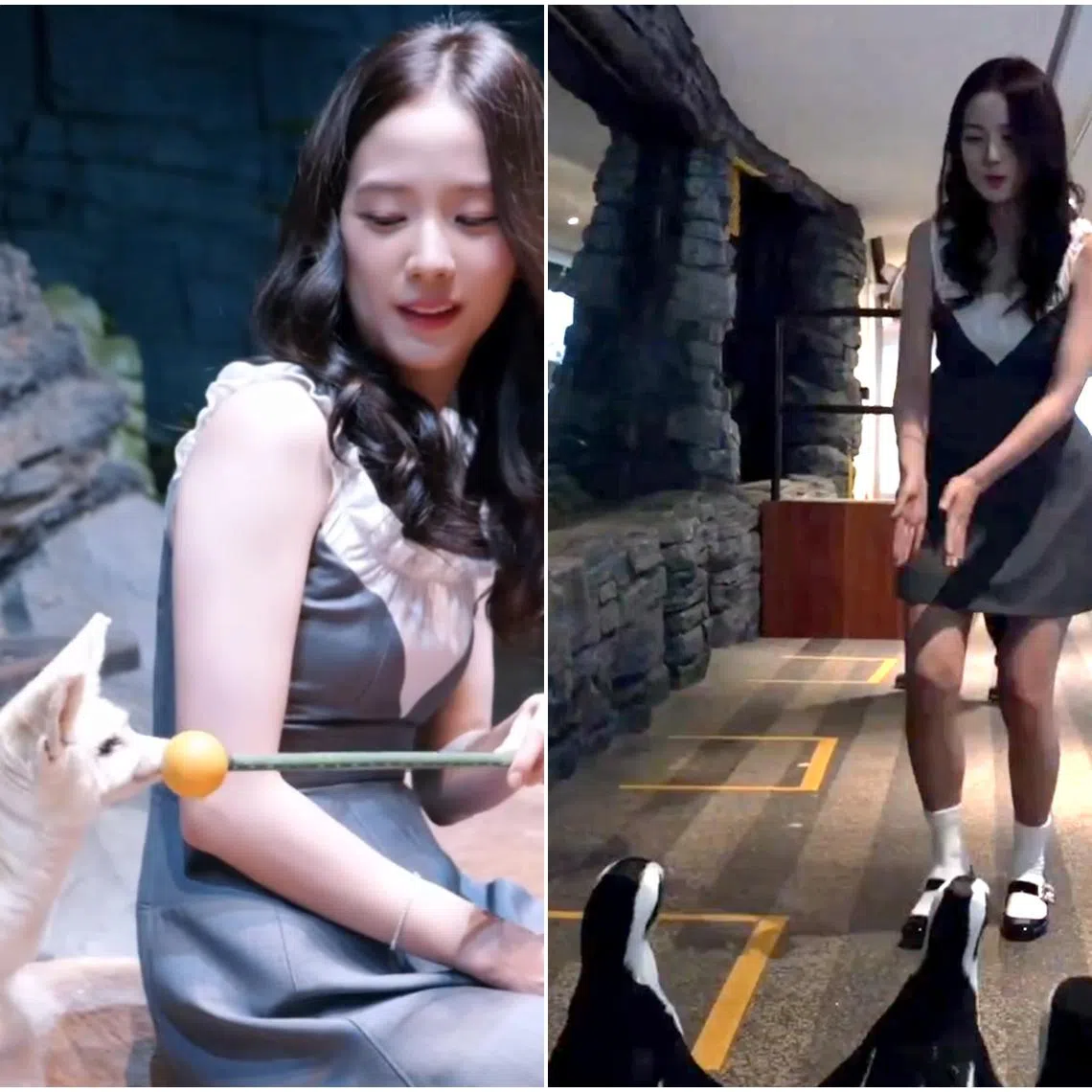 On Aug 21, VisitSingapore dropped on its social media pages a 50-second video of Jisoo at the reserve.