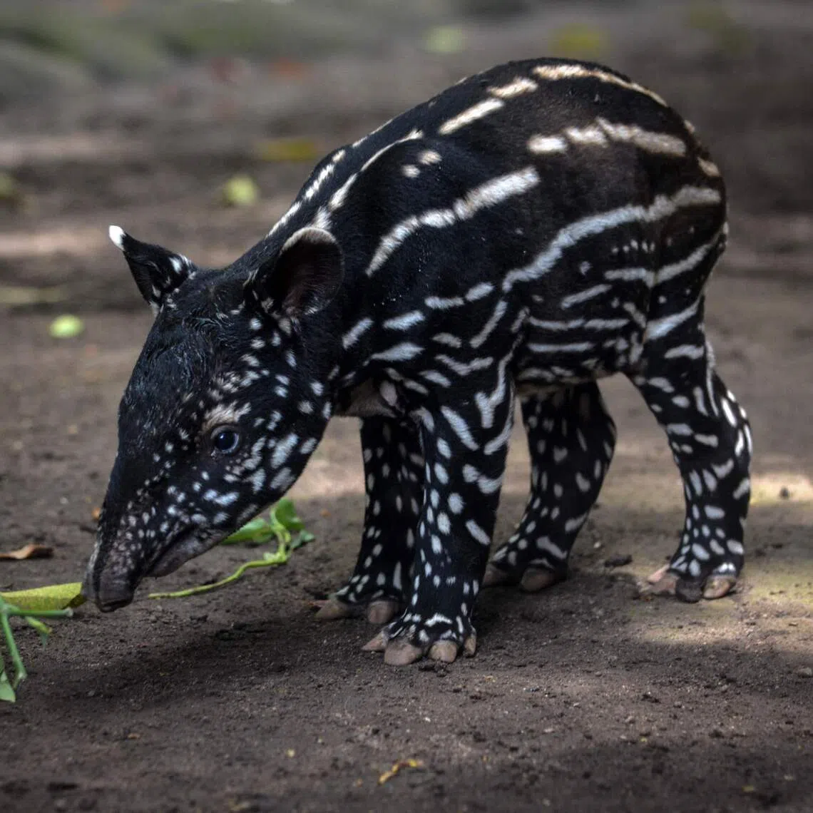 A four-day-old Malayan tapir in its enclosure at Bandung Zoo, which was ordered to close on Aug 6, in Bandung, West Java, on Nov 17.