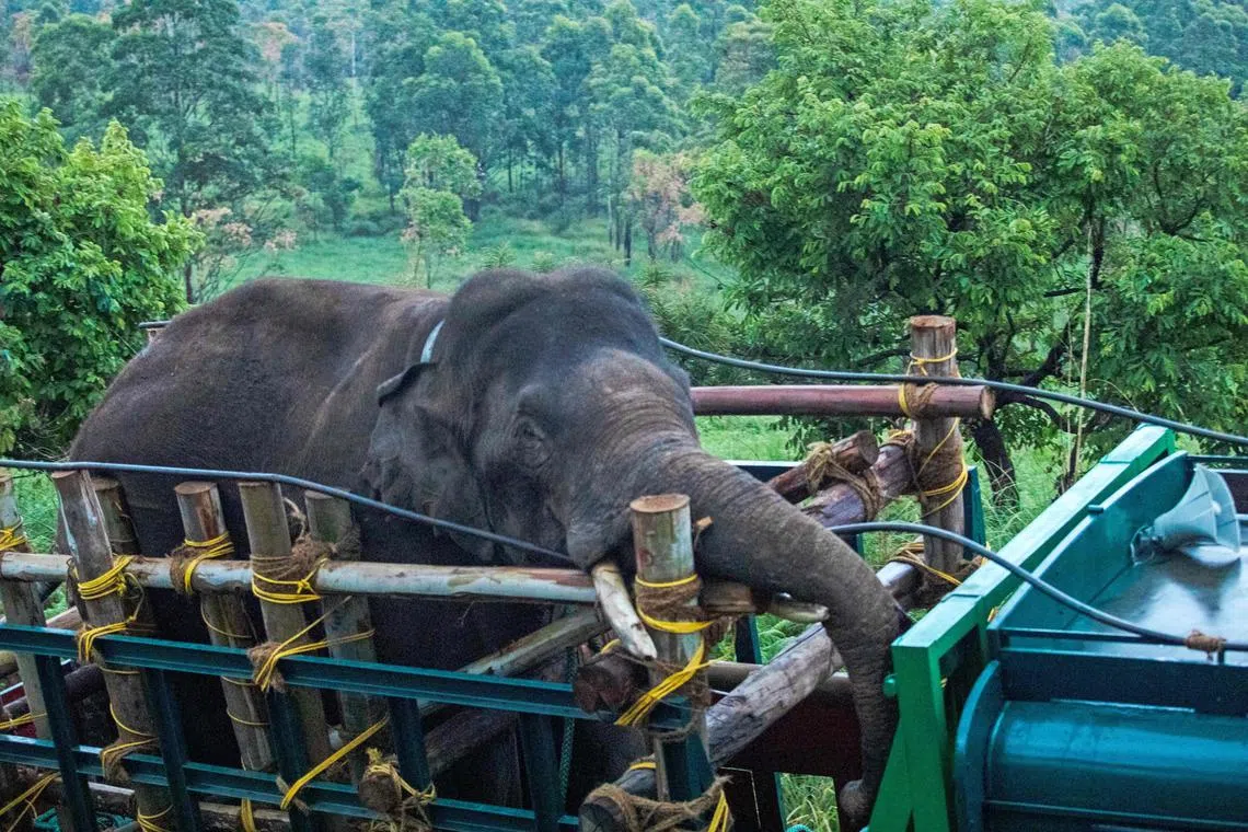 It took a team of 150 forest officials to capture the elephant dubbed Arikomban, or "rice-tusker". 