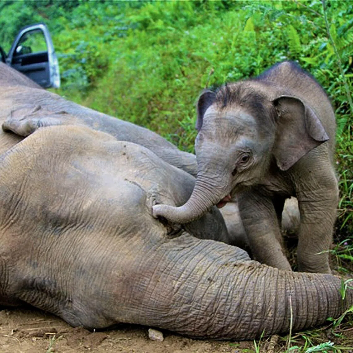 A baby elephant stays close to a dead Borneo pygmy elephant in the Gunung Rara Forest Reserve, Sabah, Malaysia, in January 2013.