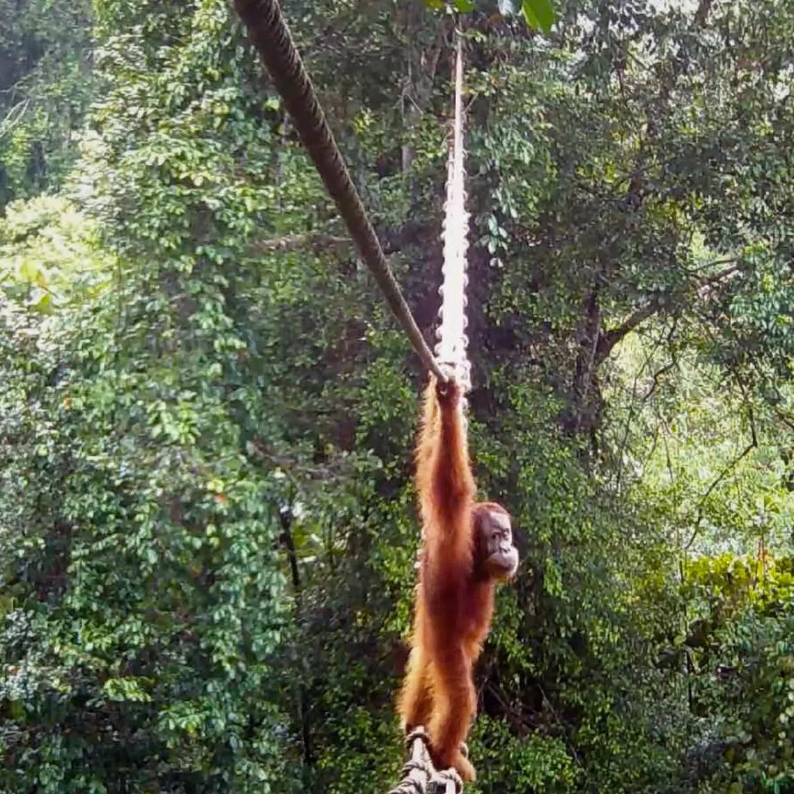 The first Sumatran orang utan has now been caught on camera using one of the hanging bridges.