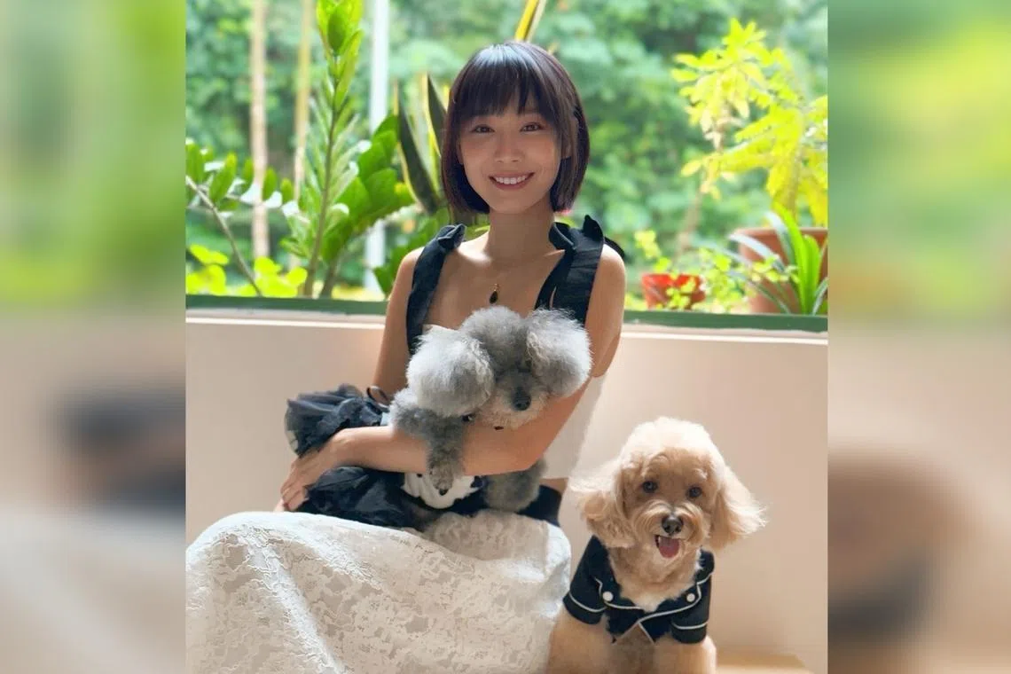 Actress Julie Tan and her dogs, Tinkerbell (left), a 19-year-old silver toy poodle, and Waffles (right), a 10-year-old beige maltipoo.