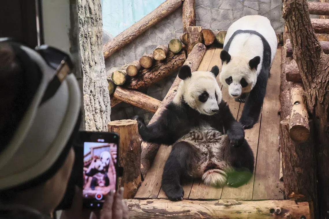 A visitor taking pictures of a giant panda cub named Katyusha, inside an enclosure during the celebration of World Panda Day at the zoo in Moscow, Russia, on Mar 16, 2025. 