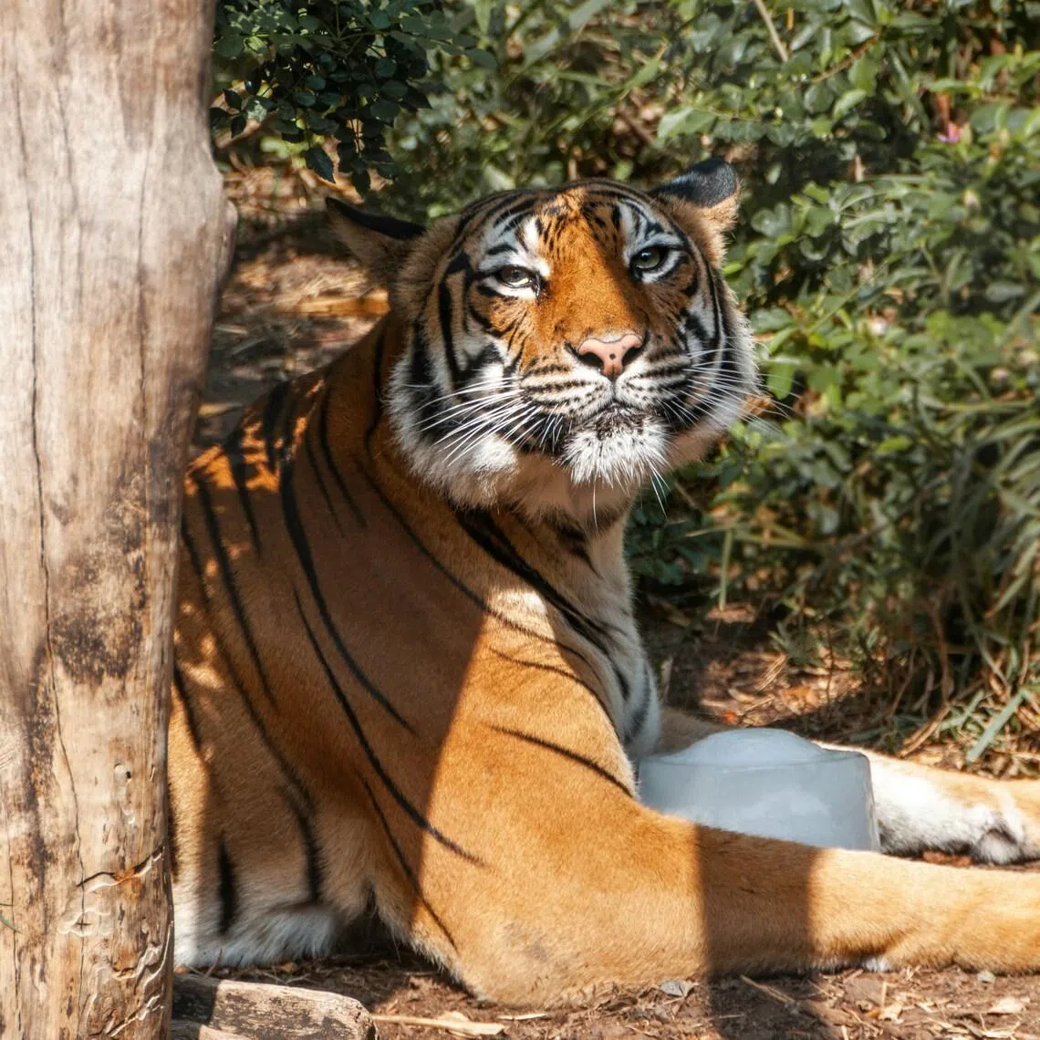 The park houses more than 300 Siberian tigers of various ages, of which nearly 200 live in the free-range areas.