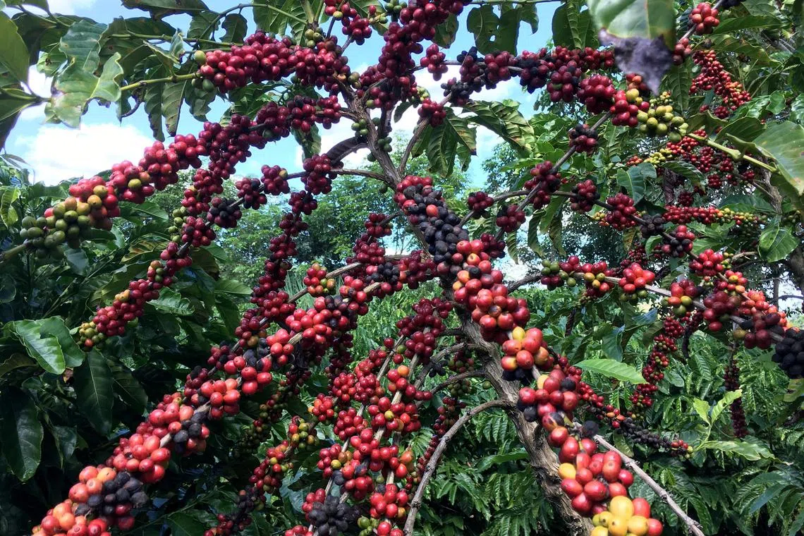 FILE PHOTO: The robusta coffee fruits are seen in Sao Gabriel da Palha, Espirito Santo state, Brazil May 2, 2018. REUTERS/Jose Roberto Gomes/File Photo
