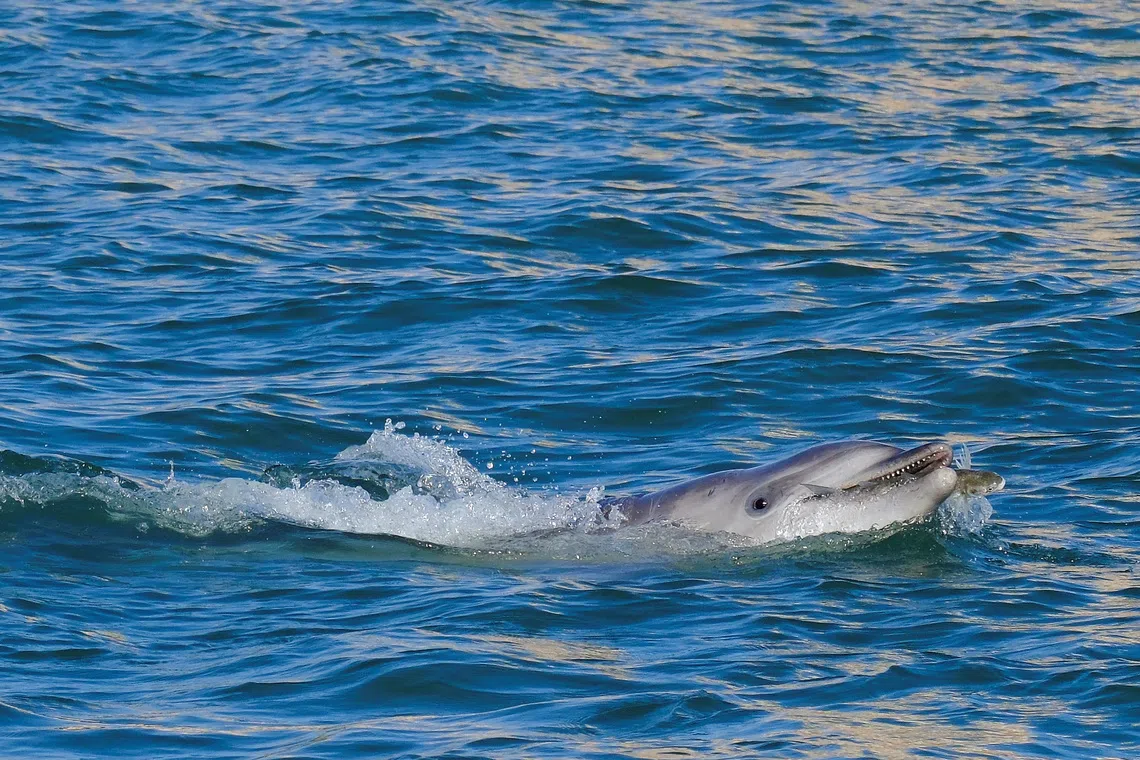 A dolphin nicknamed 'Mimmo' swims in the San Marco Basin, amid growing concerns about the impact of tourism on marine life, in Venice, Italy, November 8, 2025. REUTERS/Manuel Silvestri