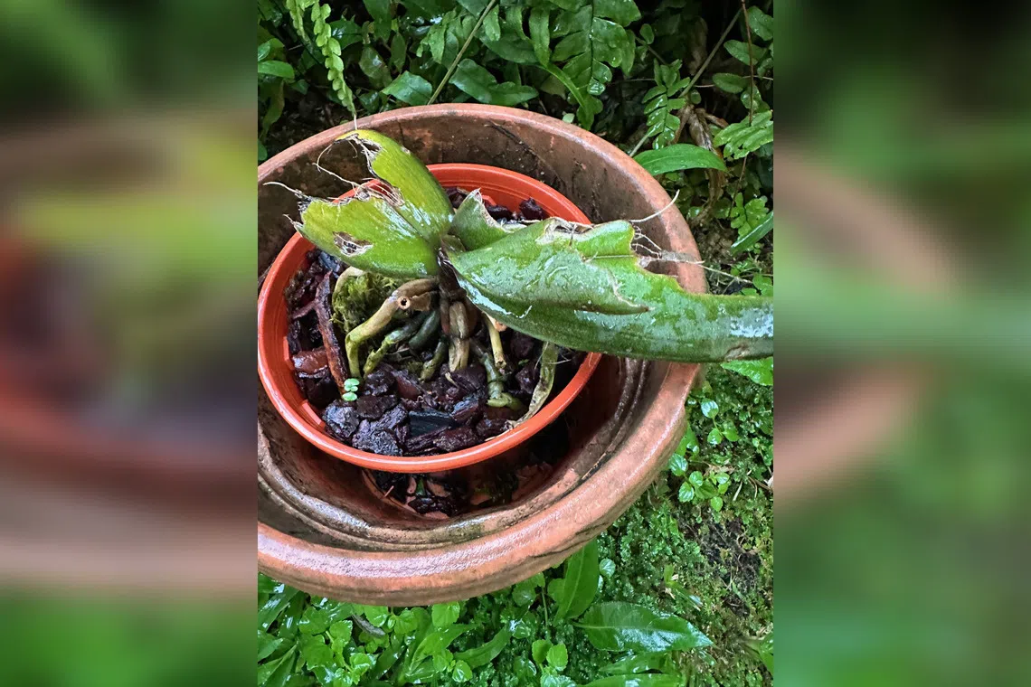 Plants sometimes need to be hung or mounted in such a way that pests cannot access them.