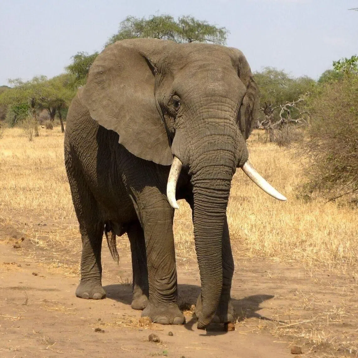 The authorities said a minibus "knocked a crossing elephant and subsequently lost control".