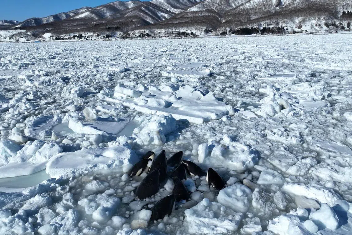 Japan Coast Guard officials said they were notified by local fishermen on Feb 6 morning that the orcas were trapped between ice floes off Rausu town in eastern Hokkaido. Ice floes are sheets of floating ice.