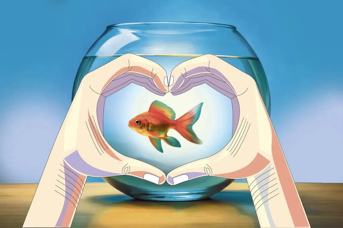 Keeping those fish may have taught the writer and her son some valuable life lessons in responsibility, care and even dealing with grief. 