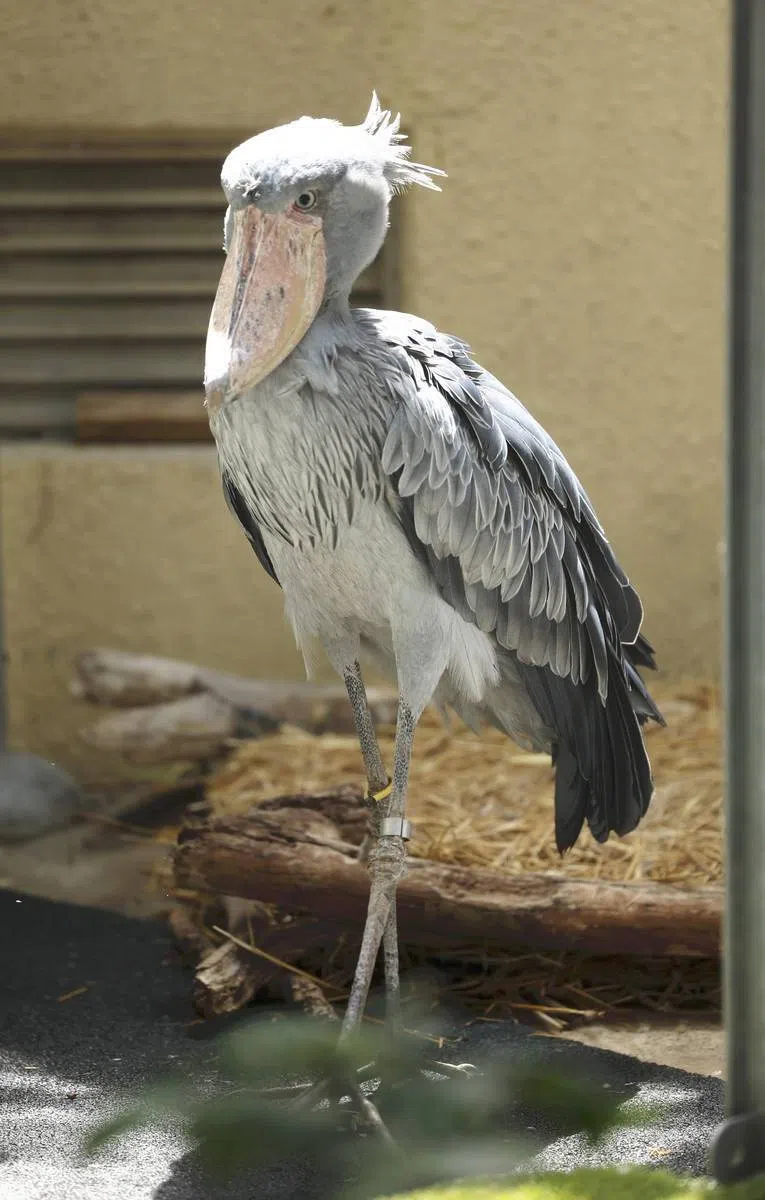 Shoebills are being promoted as the zoo’s new main attraction, taking advantage of their distinctive habit of standing motionless.