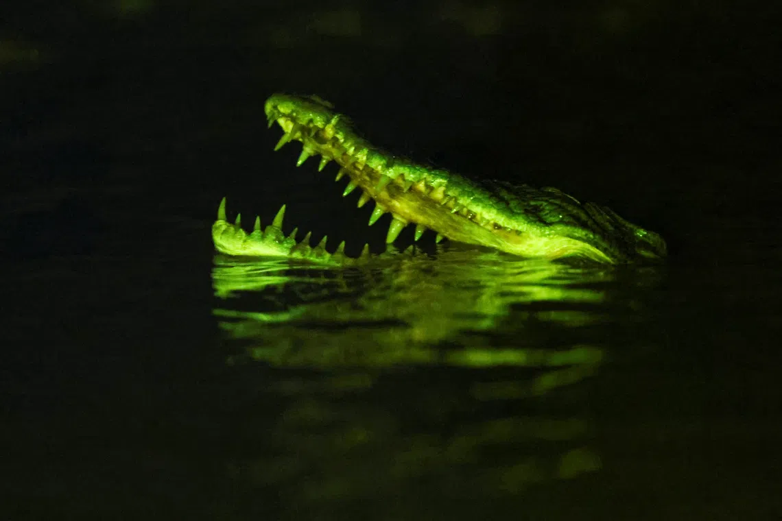 Malaysia’s Sarawak grapples with rising crocodile encounters