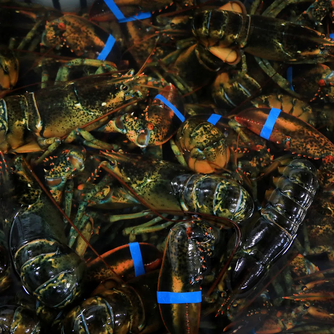 Lobsters sit in crates at The Lobster Co in Kennebunk, Maine, U.S., May 13, 2026.  REUTERS/Lauren Owens Lambert/File Photo