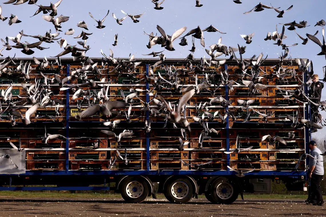 Pigeons are released by members of the Up North Combine, to commence the start of pigeon racing season in Wetherby, Britain, on April 6, 2026.
