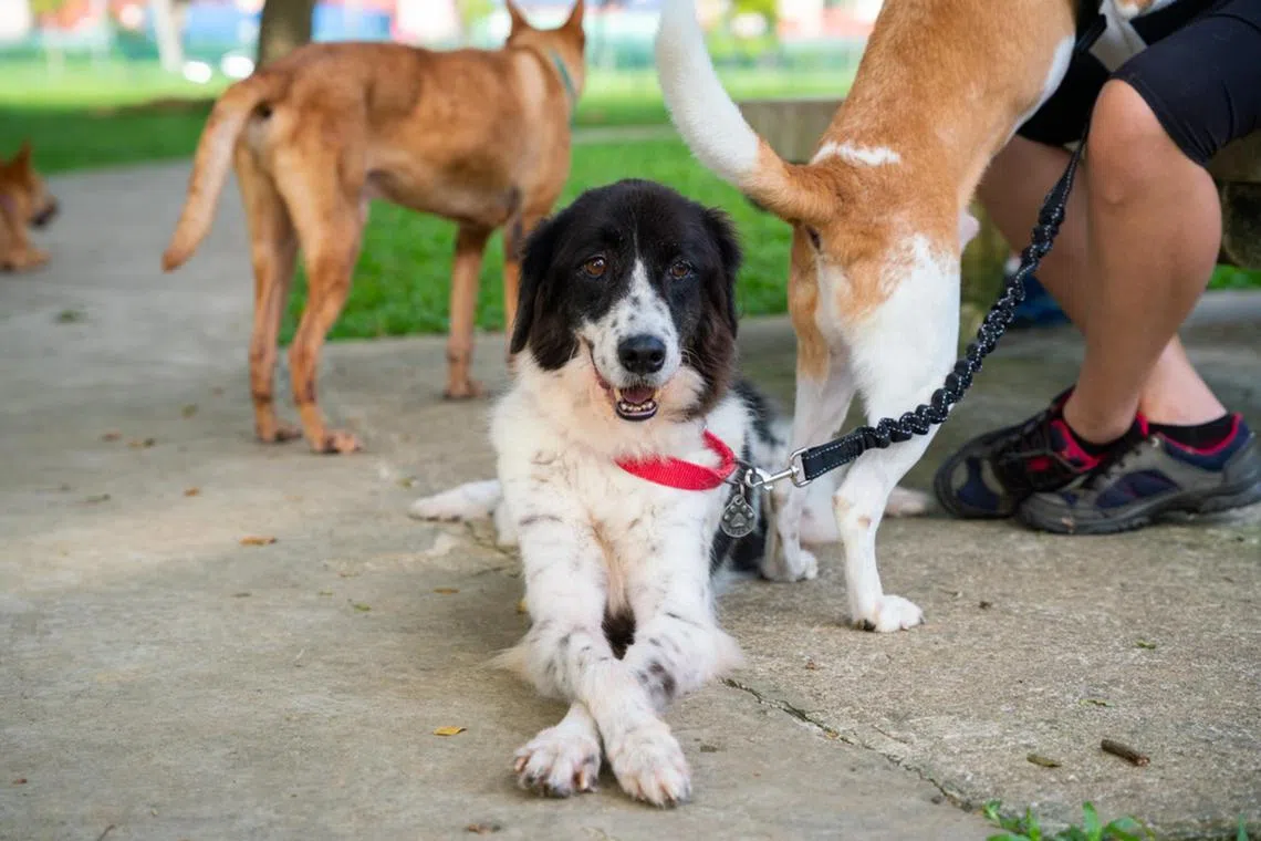 A new dog training workgroup will be adopting dog training using the Least Intrusive, Minimally Aversive (LIMA) approach and reviewing the use of various training devices, including shock and prong collars, as well as developing regulatory frameworks for the use of such training devices.